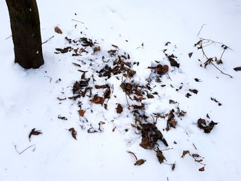 Flock of birds on snow