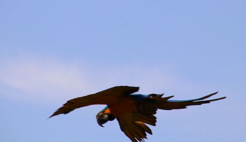 Low angle view of a bird flying