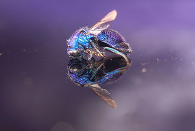 Close-up of blue butterfly