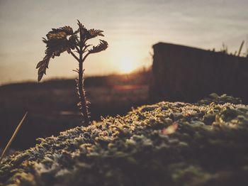Plants growing on field at sunset