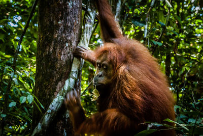 Sumatran orangutan biting theleaves