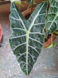 Close-up of fresh green leaf