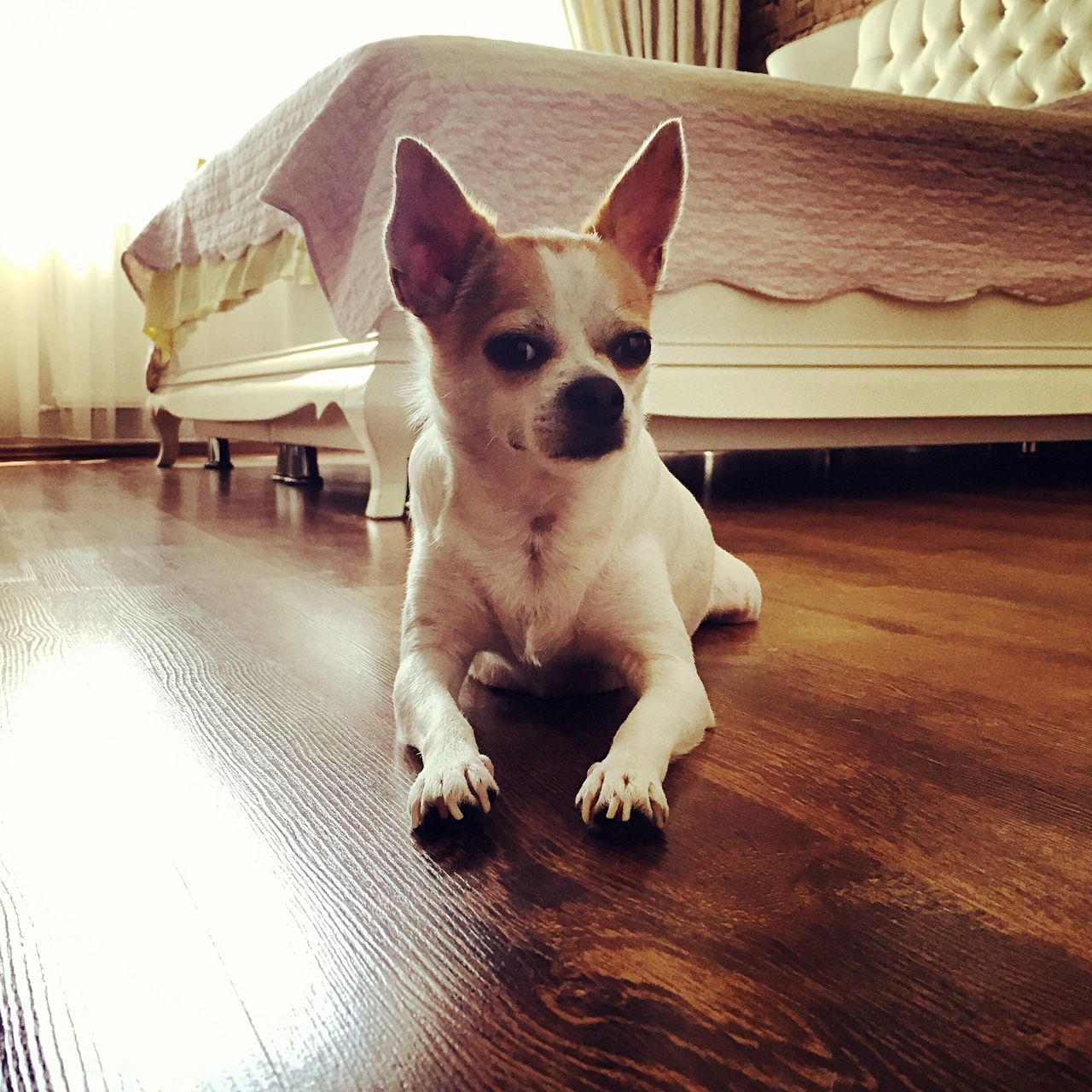 dog, pets, animal themes, mammal, one animal, domestic animals, portrait, no people, indoors, close-up, day