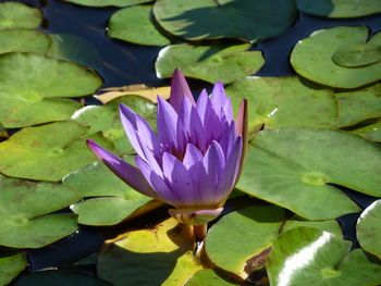 Close-up of lotus water lily in pond