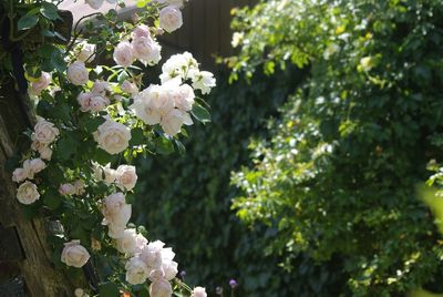 Close-up of white flowers blooming in park