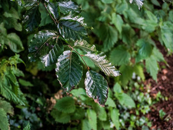 Shiny dark leaves 