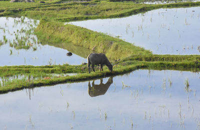 View of a horse drinking water