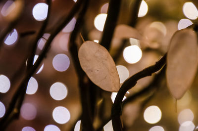 Close-up of illuminated plant at night