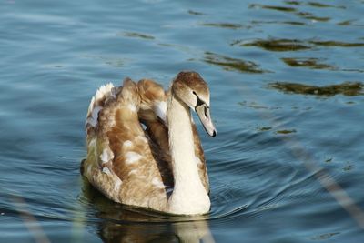 View of a swimming in water