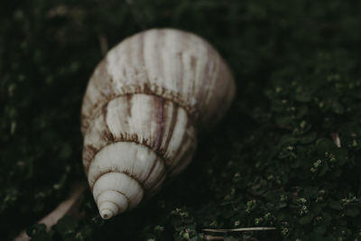 Close-up of snail on land