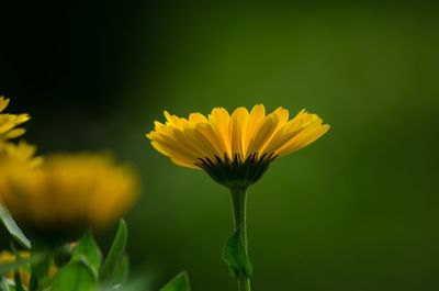 Close-up of yellow flowering plant