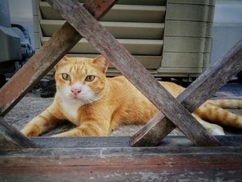 Portrait of cat sitting on wood