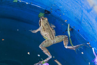 High angle view of turtle swimming in sea