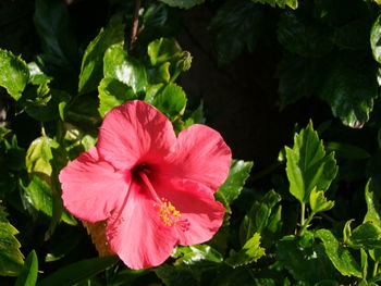 Close-up of pink hibiscus blooming outdoors