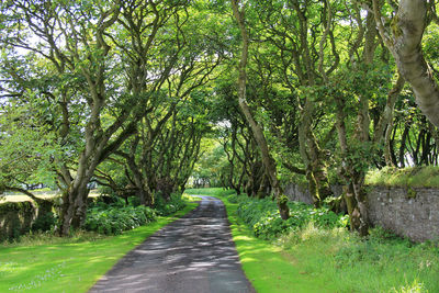 Road amidst trees in park