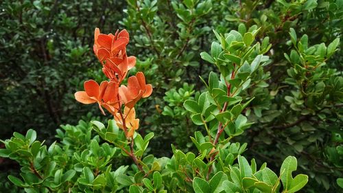 Close-up of flower blooming outdoors