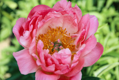 Close-up of pink flower blooming outdoors