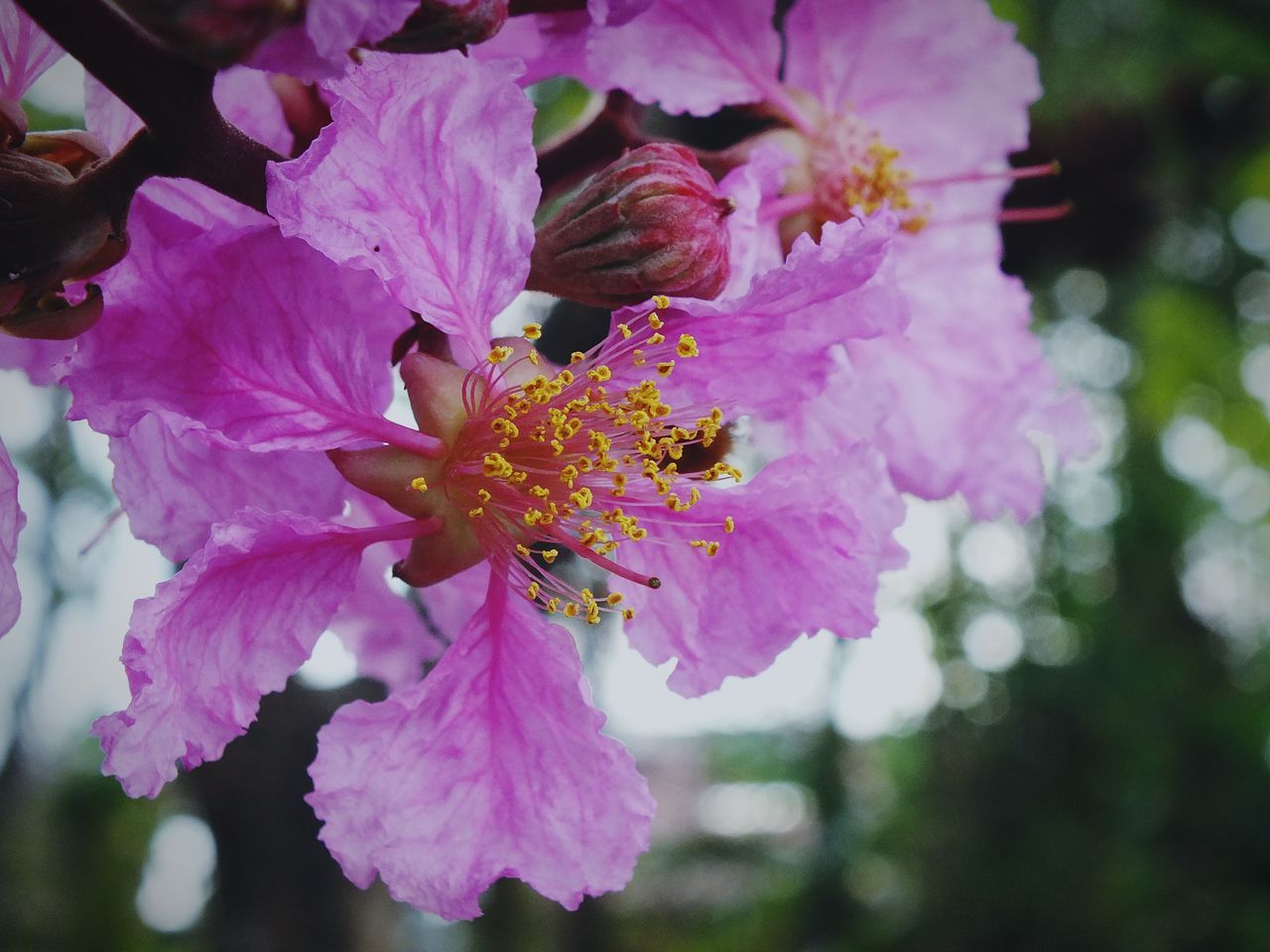 flower, flowering plant, plant, beauty in nature, freshness, fragility, blossom, close-up, petal, pink, flower head, growth, nature, inflorescence, macro photography, springtime, pollen, no people, focus on foreground, outdoors, purple, botany, day, stamen, selective focus, tree, shrub