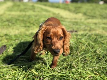 Portrait of dog on field
