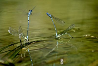 Close-up of damselfly on leaf