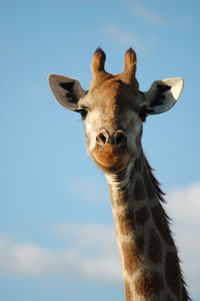 Close-up of giraffe against sky