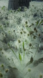 Close-up of white flowers