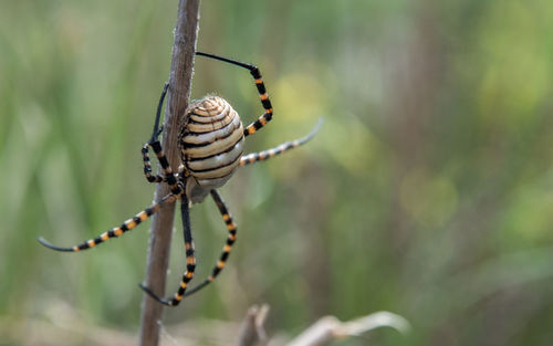 Close-up of spider