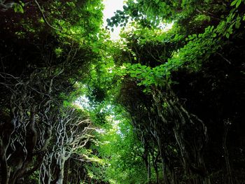 Low angle view of trees against sky