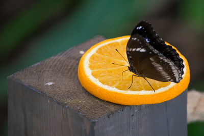 Close-up of butterfly on orange slice