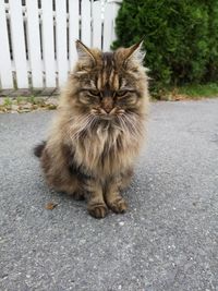 Portrait of cat on road