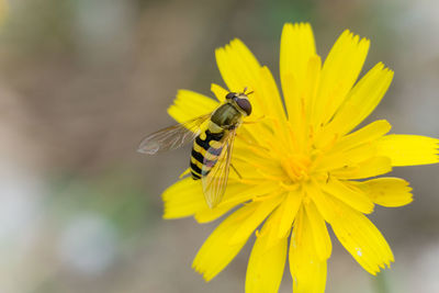 Bee pollinating flower