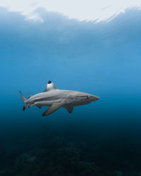 Black tip reef shark