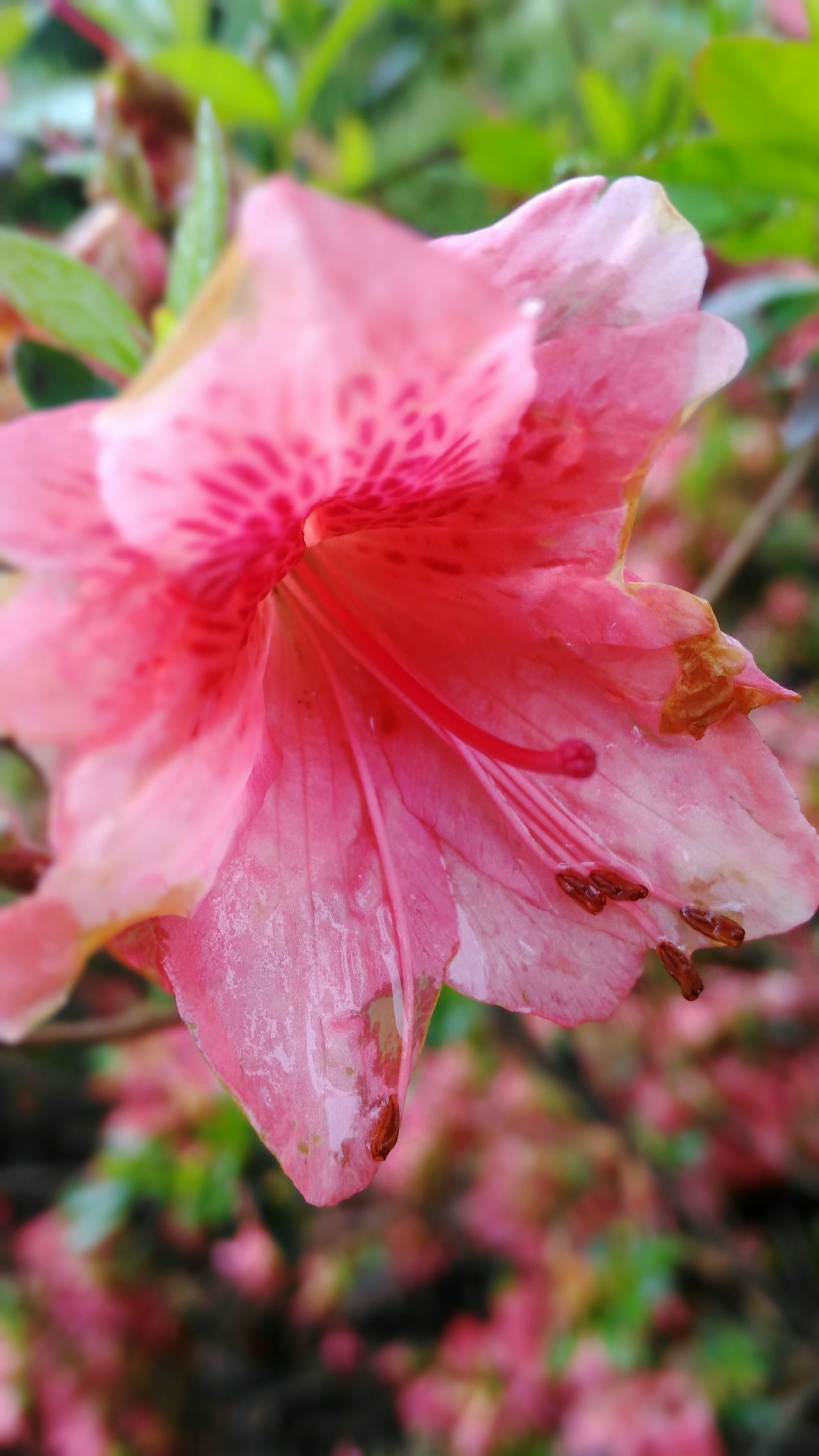 Tulsa Rose Garden