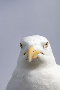 Close-up of seagull