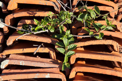 Close-up of potted plant