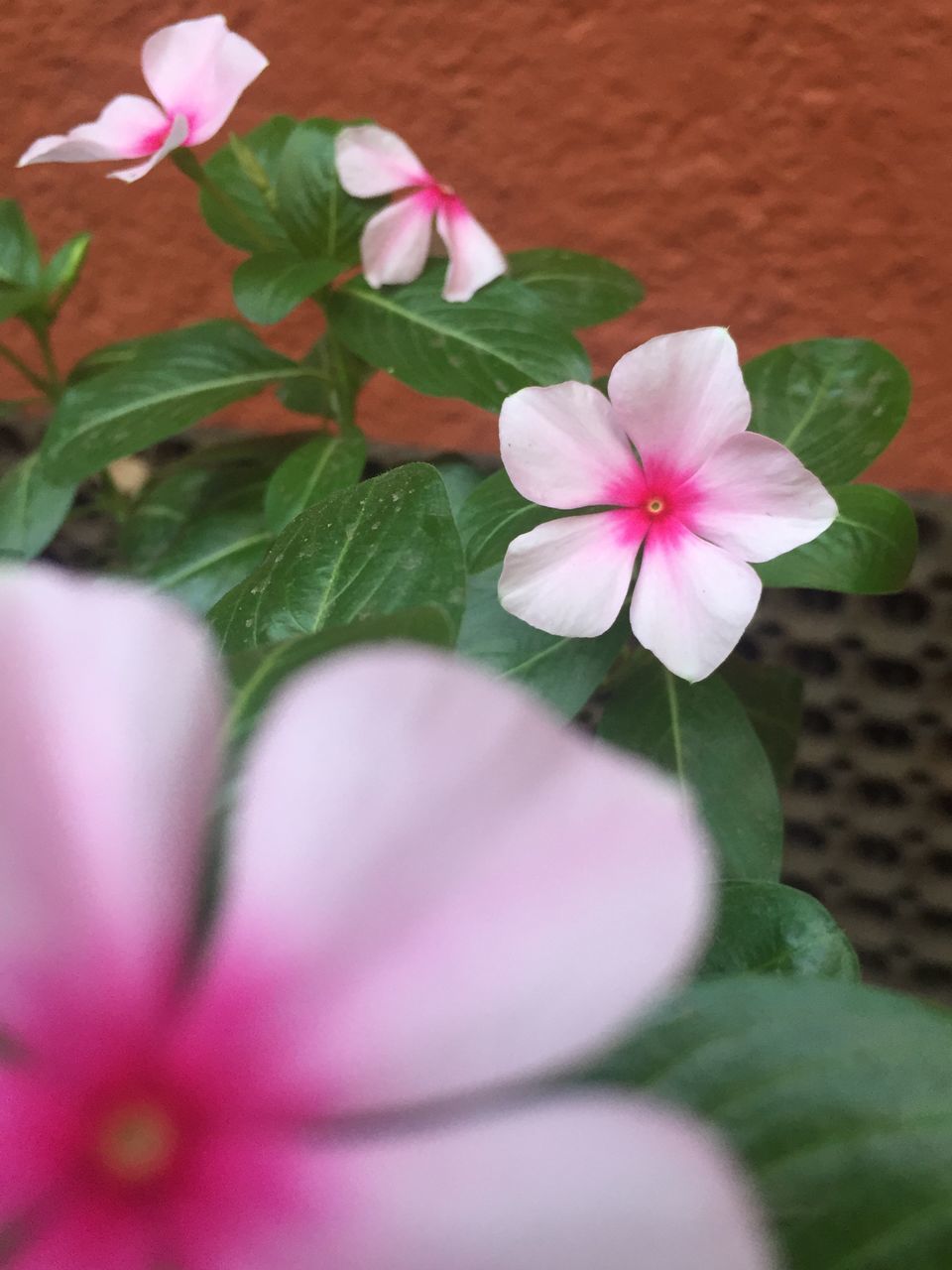 CLOSE-UP OF PINK FLOWER