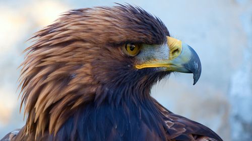 Close-up of golden eagle