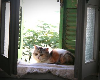 Portrait of a cat on window