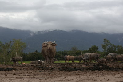 Horses on landscape against the sky