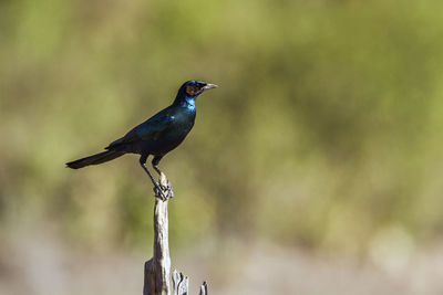 Close-up of bird perching on metal