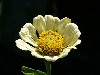 Close-up of yellow flower against black background