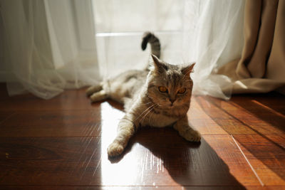 Cat sitting on floor