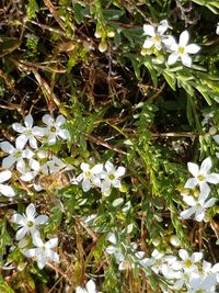 Full frame shot of flowers