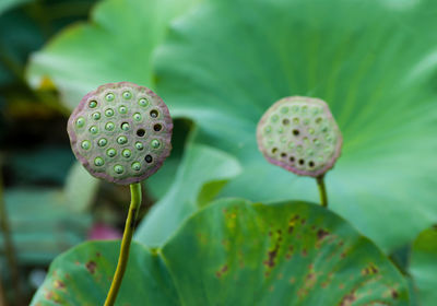 Close-up of lotus water lily