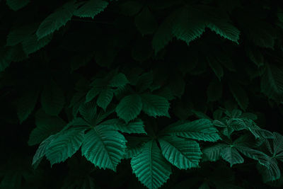 Full frame shot of leaves at night
