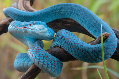 Close-up of blue horse