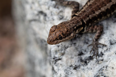 Close-up of lizard on rock