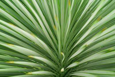 Close-up of palm tree leaves