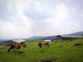 Cows grazing on field against sky