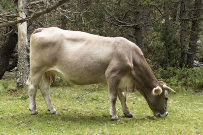 Horse standing in a field